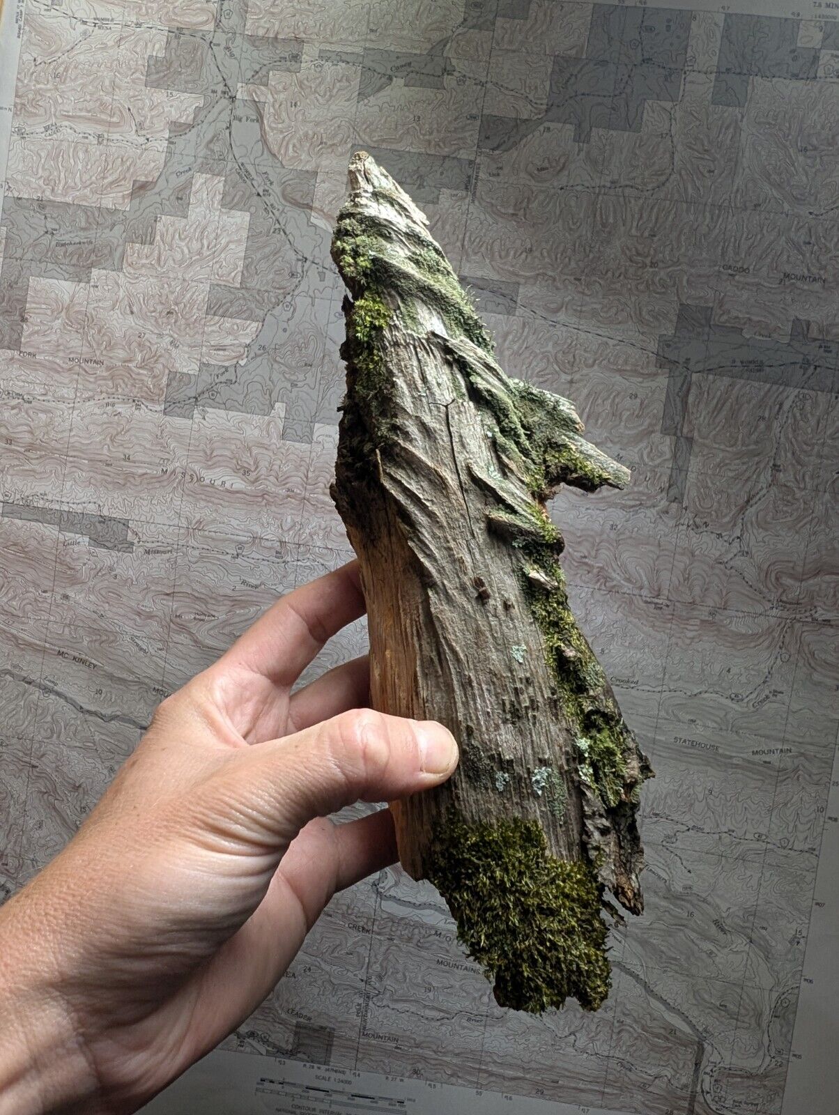 Natural Pine Knot, Wooden Forest Decor, Arkansas, USA - Home, Crafts, Terrariums