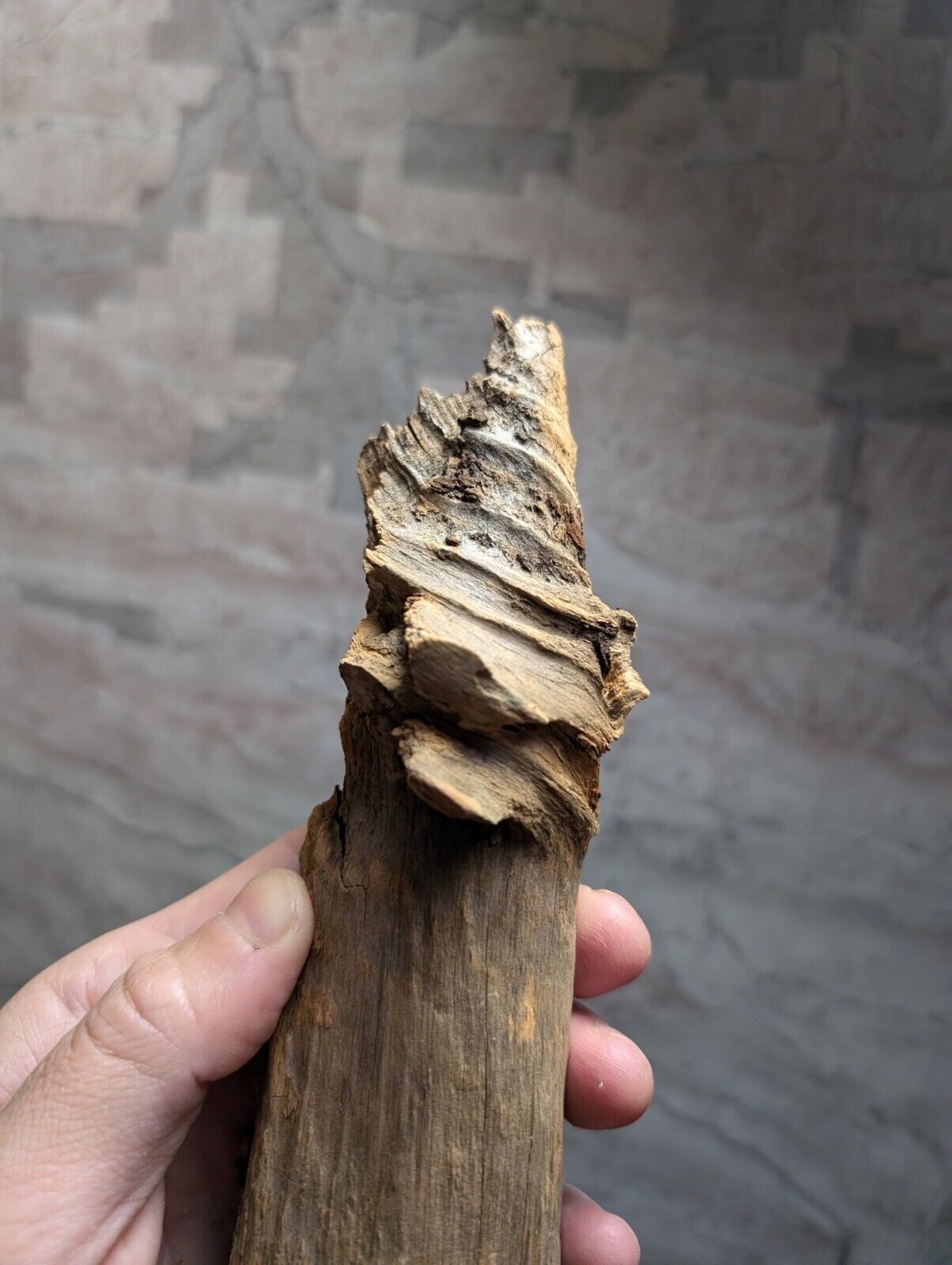 Natural Pine Knot, Wooden Forest Decor, Arkansas, USA - Home, Crafts, Terrariums