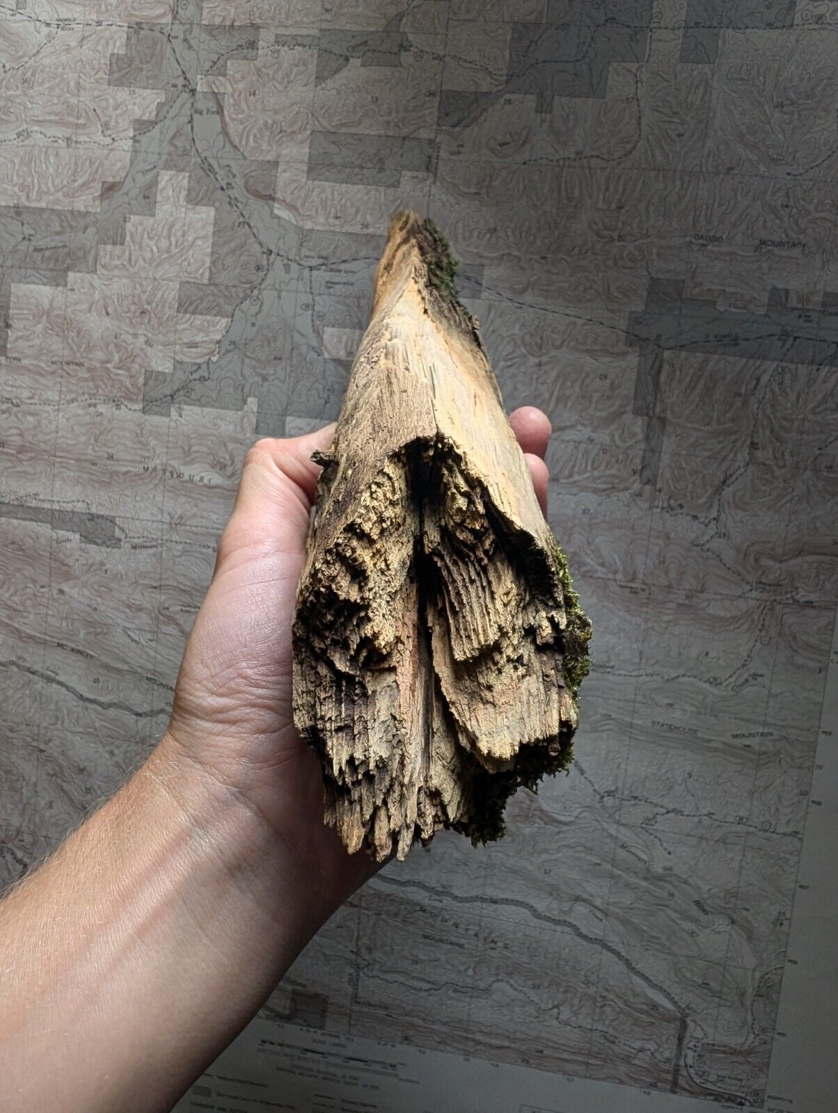 Natural Pine Knot, Wooden Forest Decor, Arkansas, USA - Home, Crafts, Terrariums