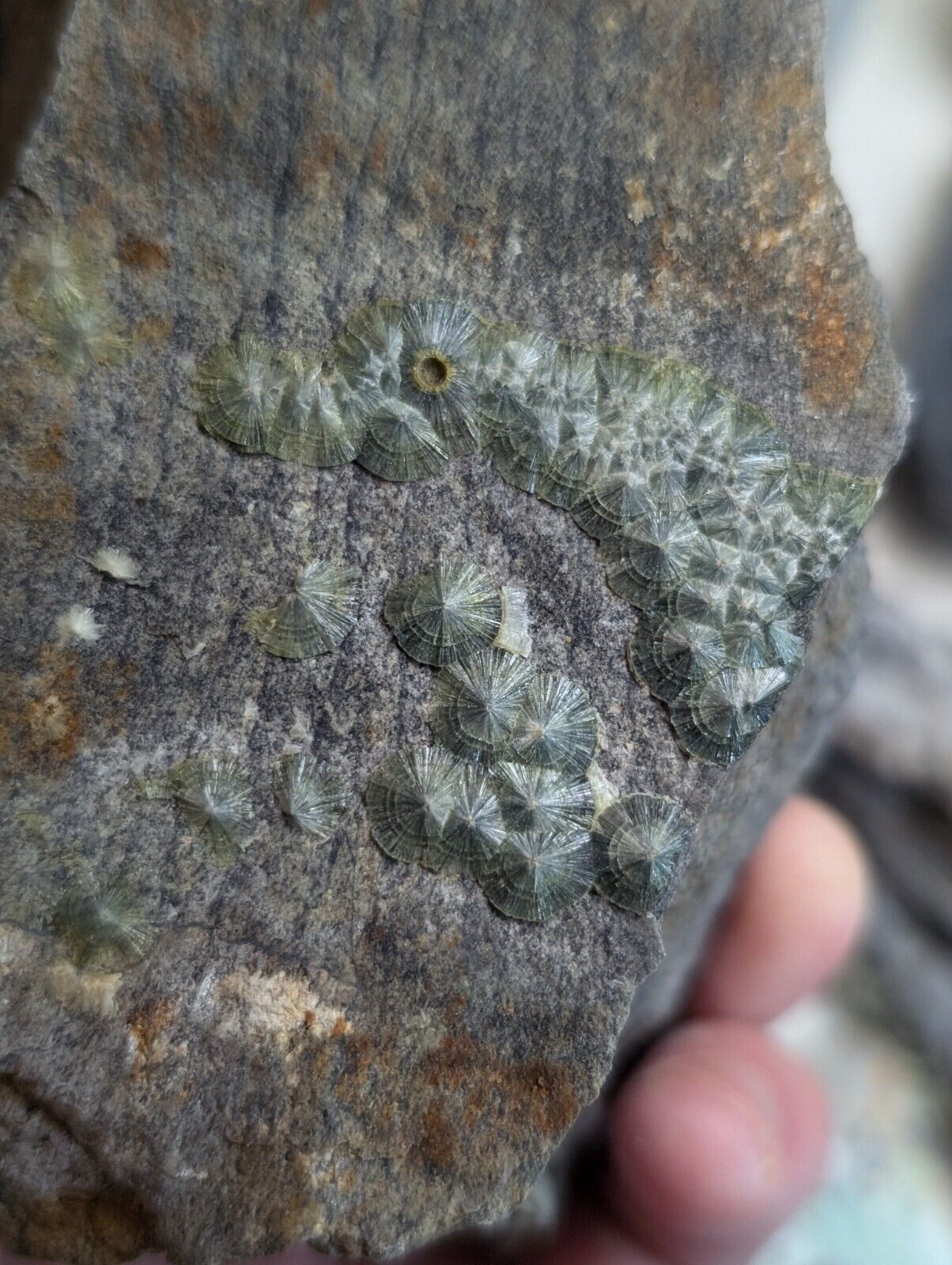 Flat of 12 Wavellite, Planerite, Variscite, Kidwellite Specimens - Arkansas, USA