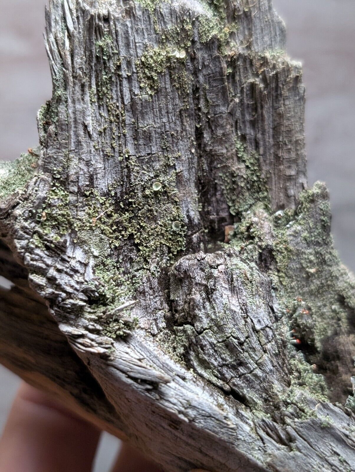 Natural Wood with Moss - Forest Decor - Arkansas, USA - Home, Crafts, Terrariums