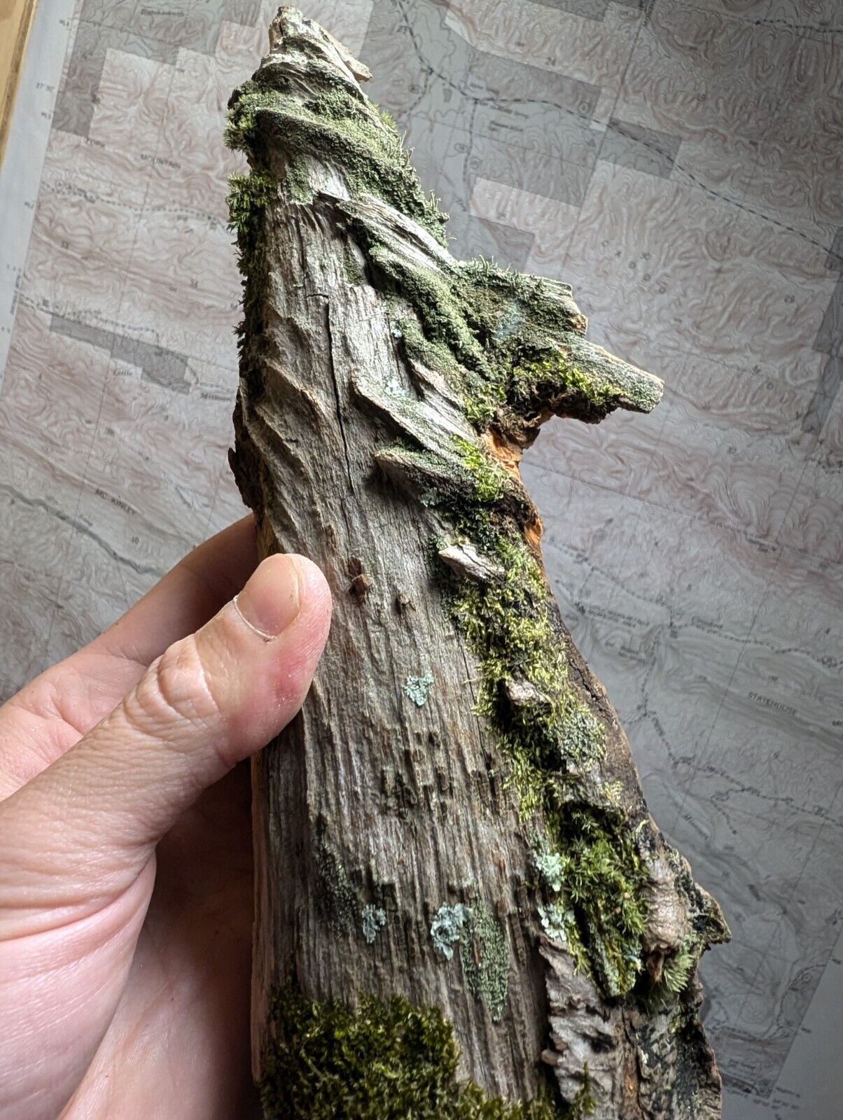 Natural Pine Knot, Wooden Forest Decor, Arkansas, USA - Home, Crafts, Terrariums