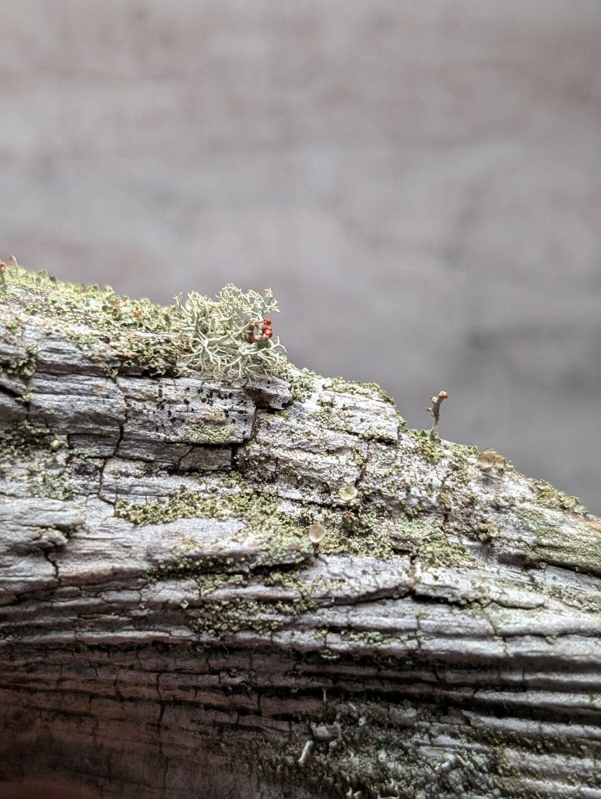 Natural Wood with Moss - Forest Decor - Arkansas, USA - Home, Crafts, Terrariums