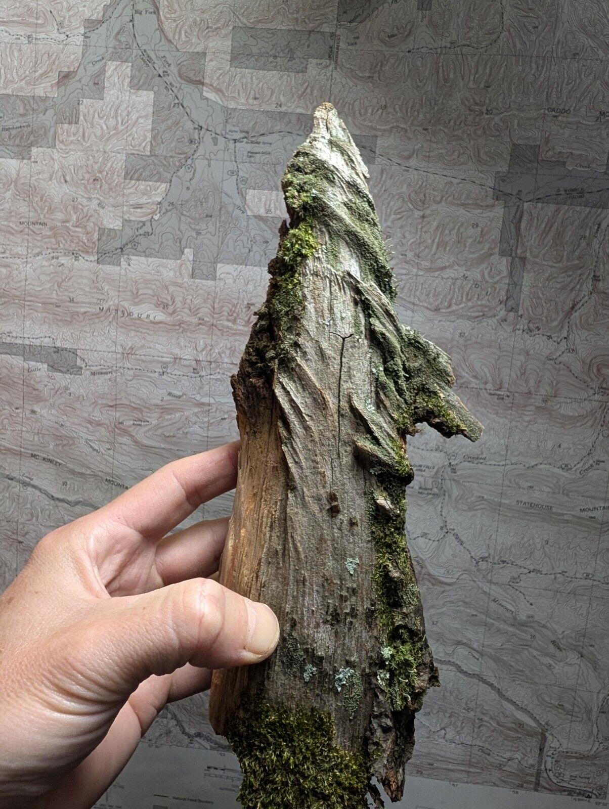 Natural Pine Knot, Wooden Forest Decor, Arkansas, USA - Home, Crafts, Terrariums