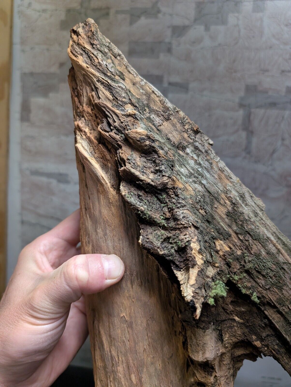 Natural Pine Knot, Wooden Forest Decor, Arkansas, USA - Home, Crafts, Terrariums