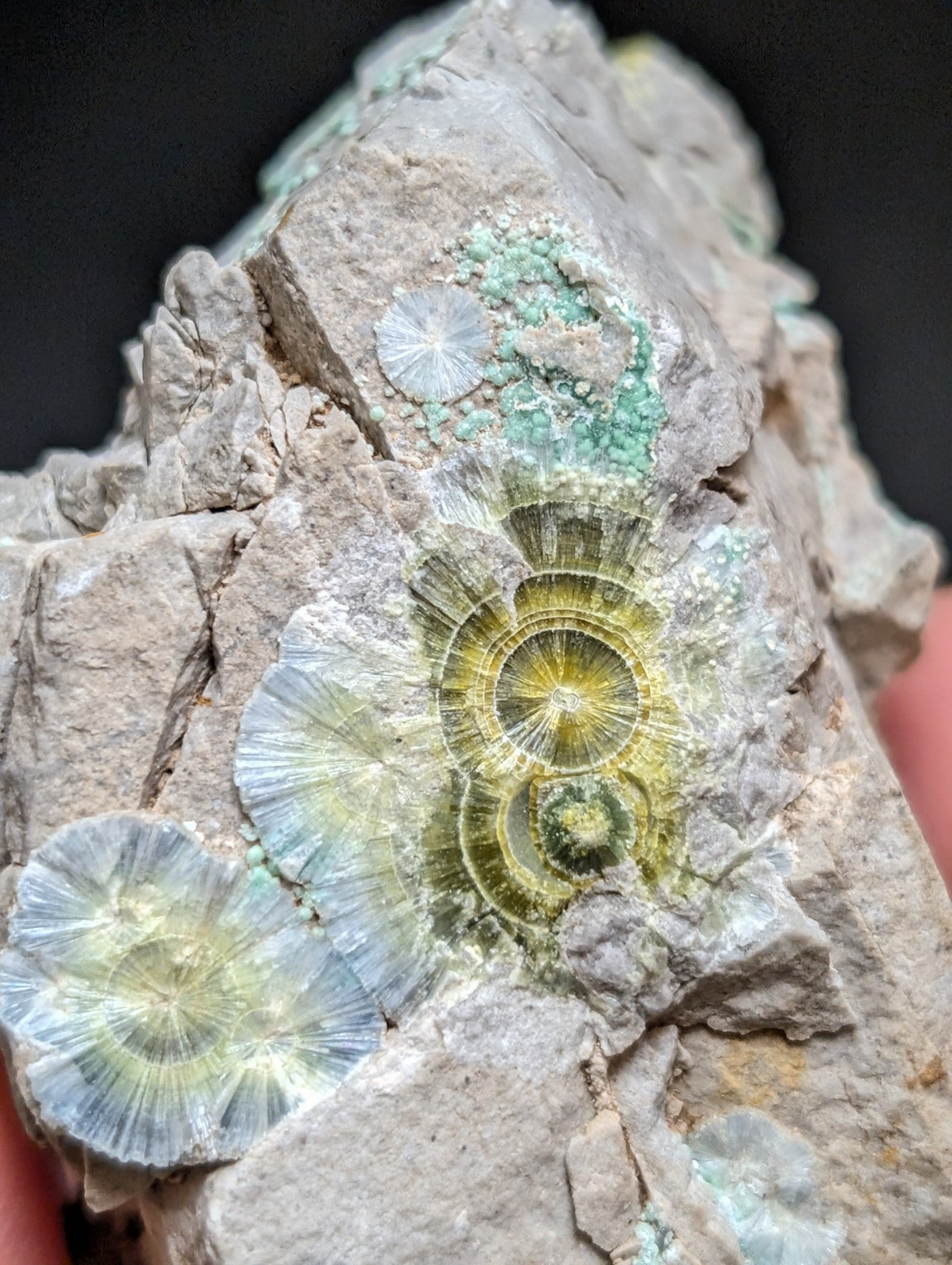 Blue Wavellite on Variscite! -Very Rare Old Stock - Garland County, Arkansas