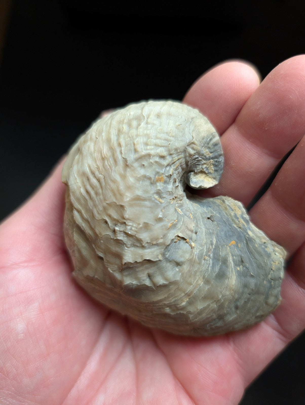 UV Reactive Exogyra Ponderosa Clam Shell Fossil, Hempstead County, Arkansas, USA