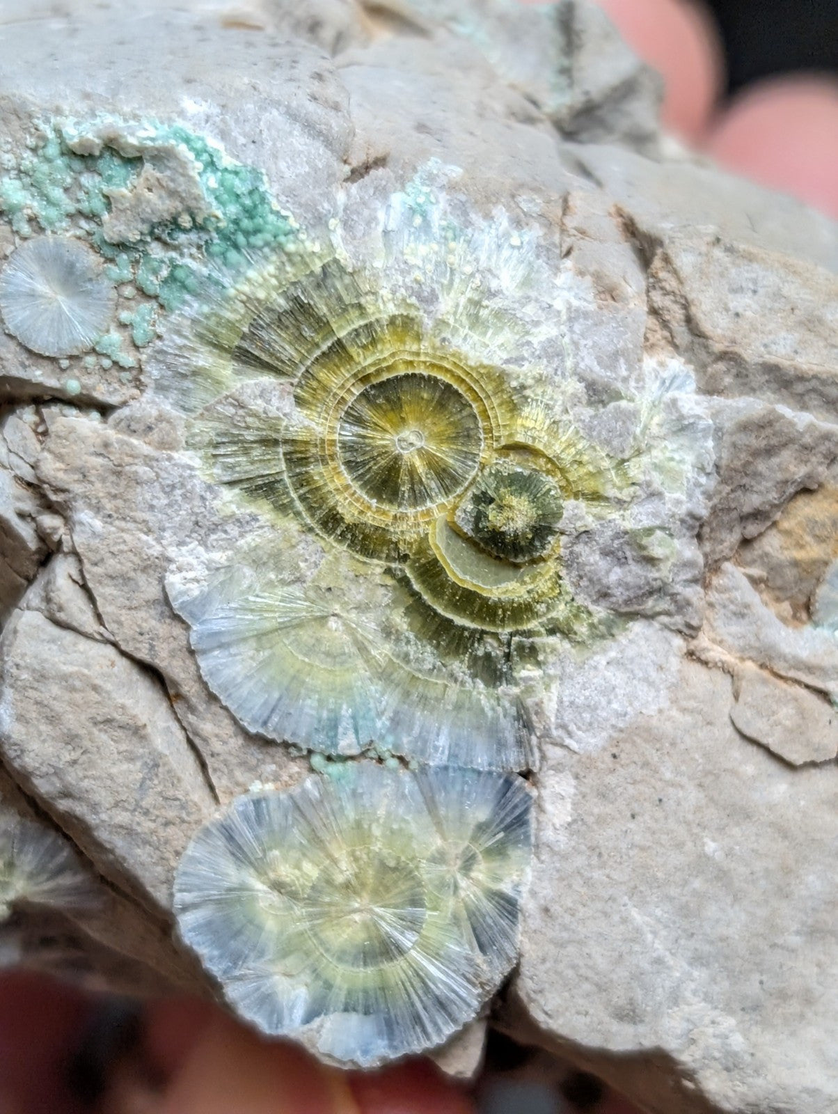 Blue Wavellite on Variscite! -Very Rare Old Stock - Garland County, Arkansas