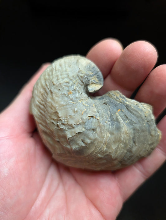 UV Reactive Exogyra Ponderosa Clam Shell Fossil, Hempstead County, Arkansas, USA